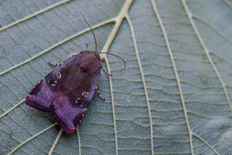Noctua janthe/janthina