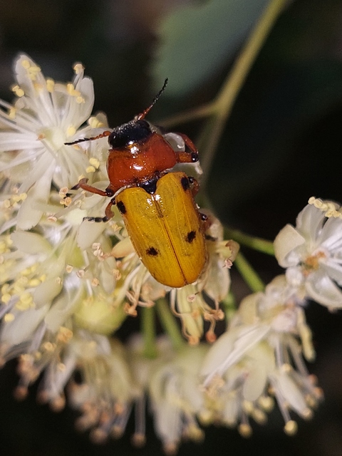 Tituboea macropus - dárdahere-zsákhordóbogár
