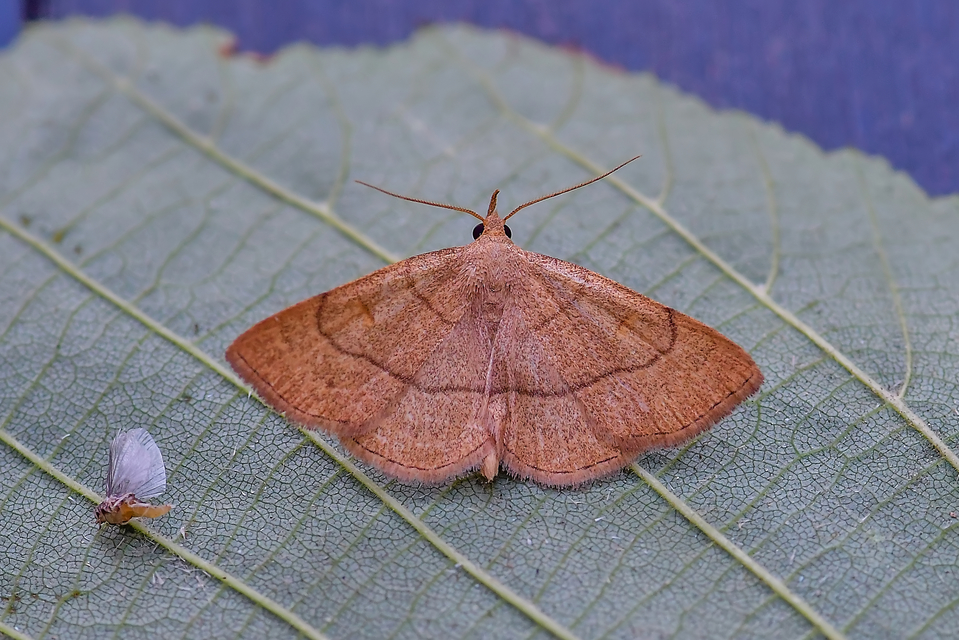 Paracolax tristalis - sárgás karcsúbagoly