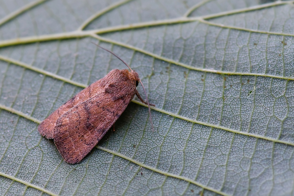 Hoplodrina octogenaria - barna selymesbagoly