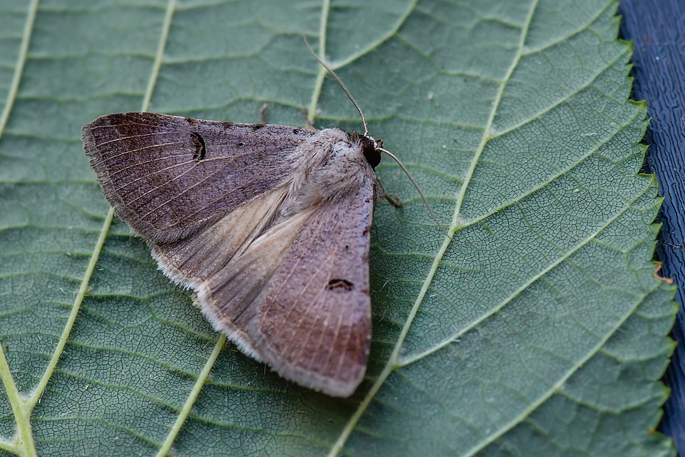 Lygephila craccae - gyakori csüdfűbagoly
