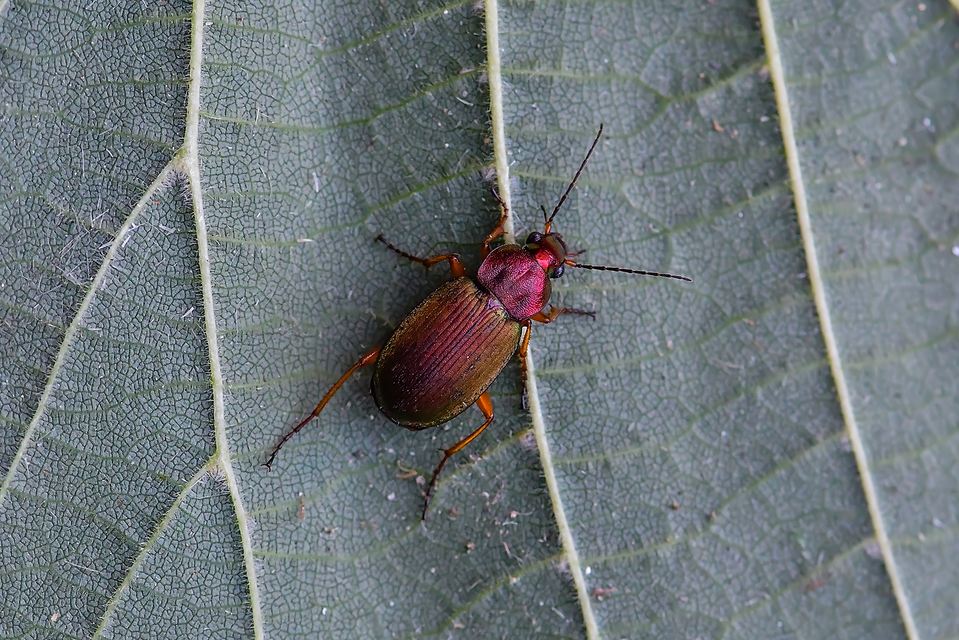 Chlaenius nigricornis - sötétcsápú bűzfutó
