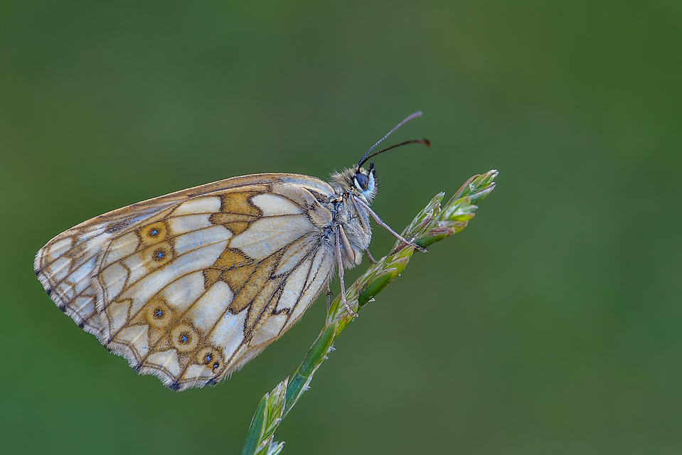 Melanargia galathea - sakktáblalepke