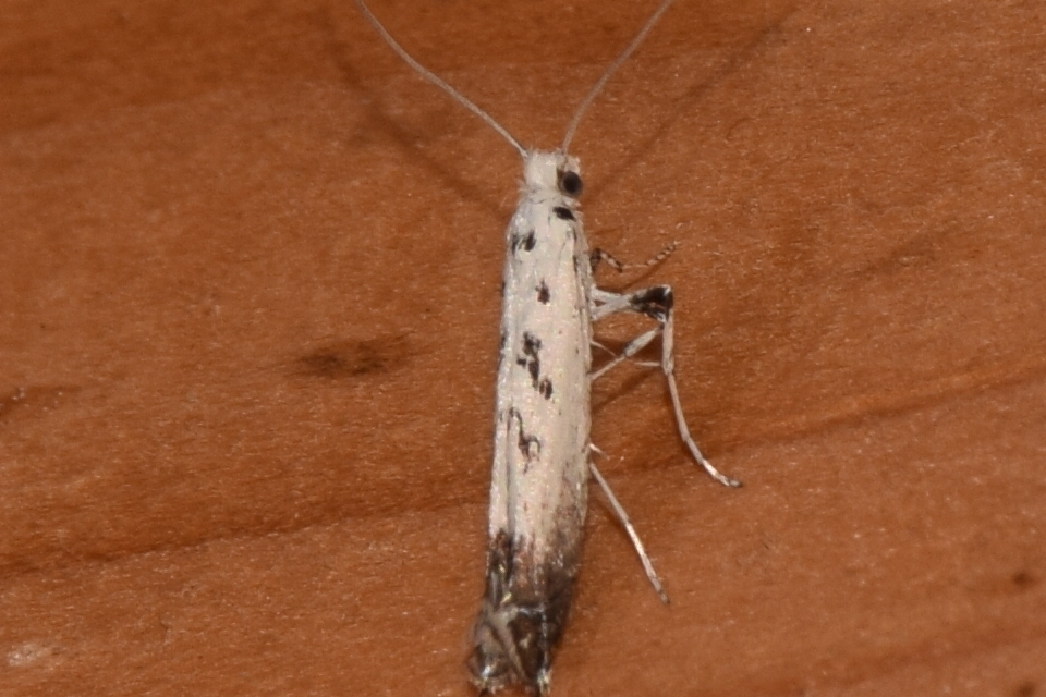 Ornixola caudulatella - farkos keskenymoly