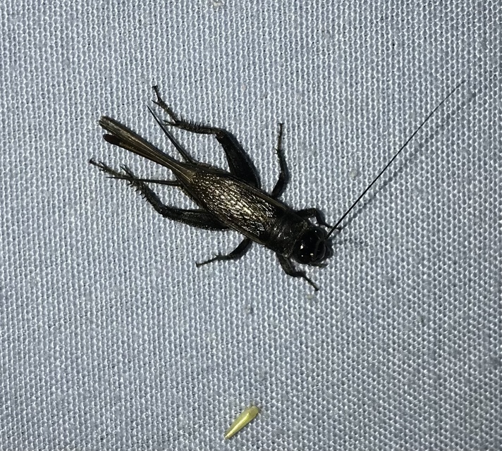 Eumodicogryllus bordigalensis - bordói tücsök