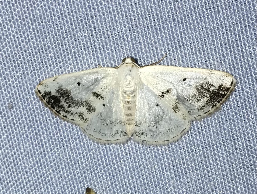 Lomographa temerata - foltos fehéraraszoló