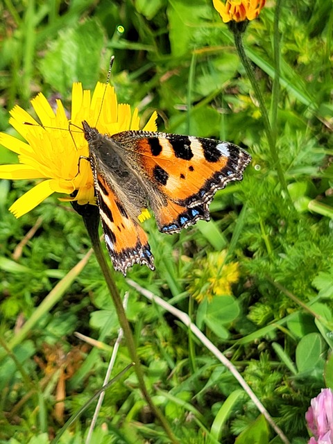 Nymphalis urticae - kis rókalepke