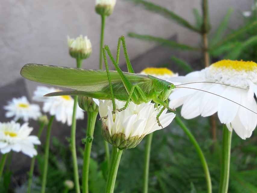 Tettigonia viridissima - zöld lombszöcske Tettigonia viridissima - zöld lombszöcske
