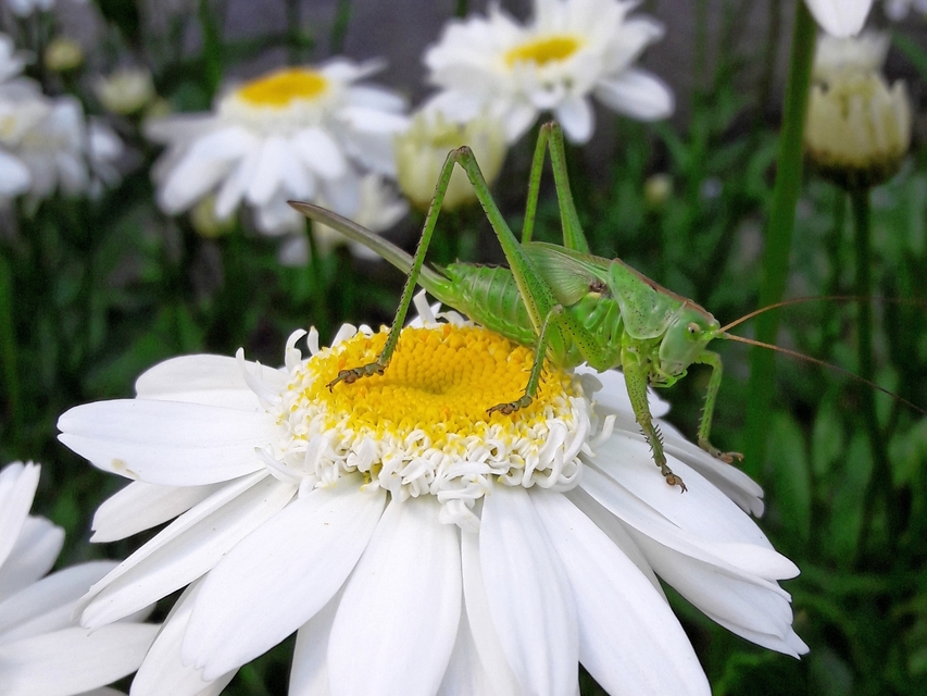 Tettigonia viridissima - zöld lombszöcske Tettigonia viridissima - zöld lombszöcske