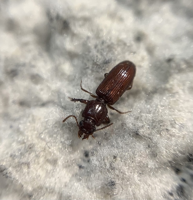 Clivina ypsilon - sziki vakondfutó