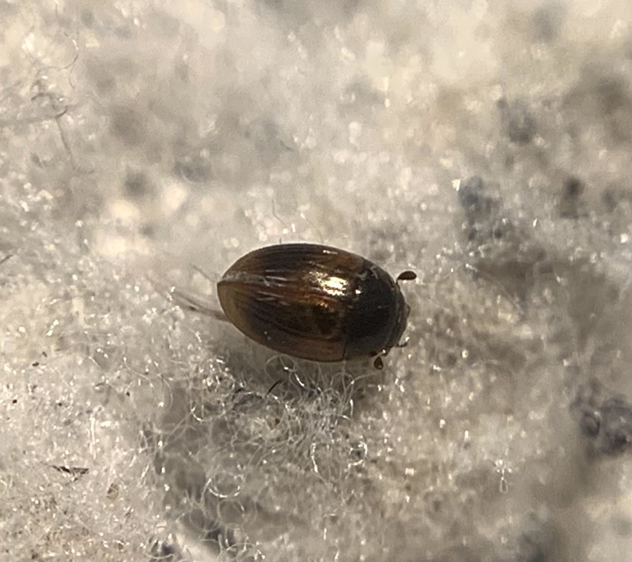 Cercyon quisquilius - sárgahátú iszapcsiborka