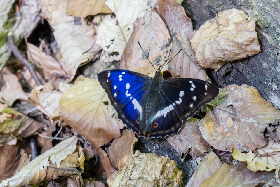 Apatura iris - nagy színjátszólepke