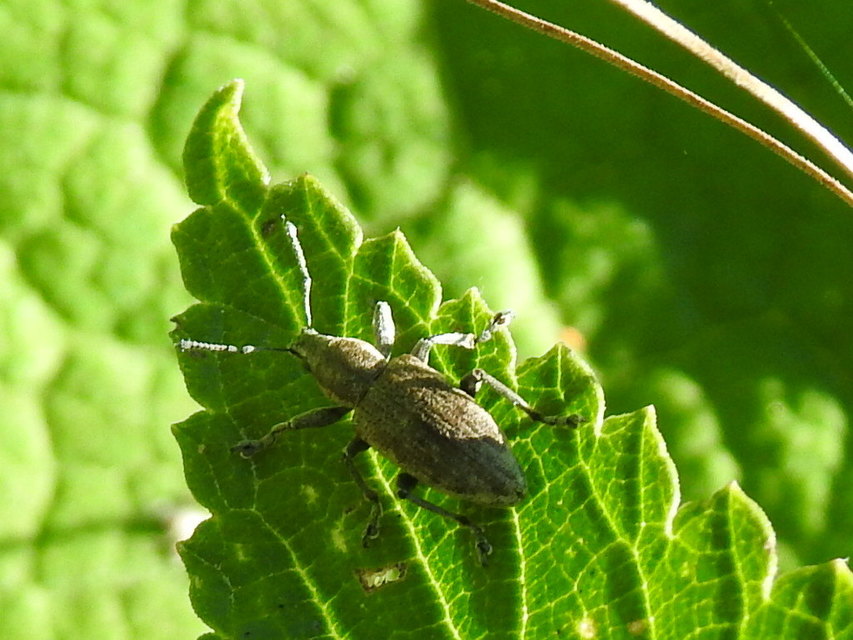 Tanymecus palliatus - közönséges hegyesfarúbarkó