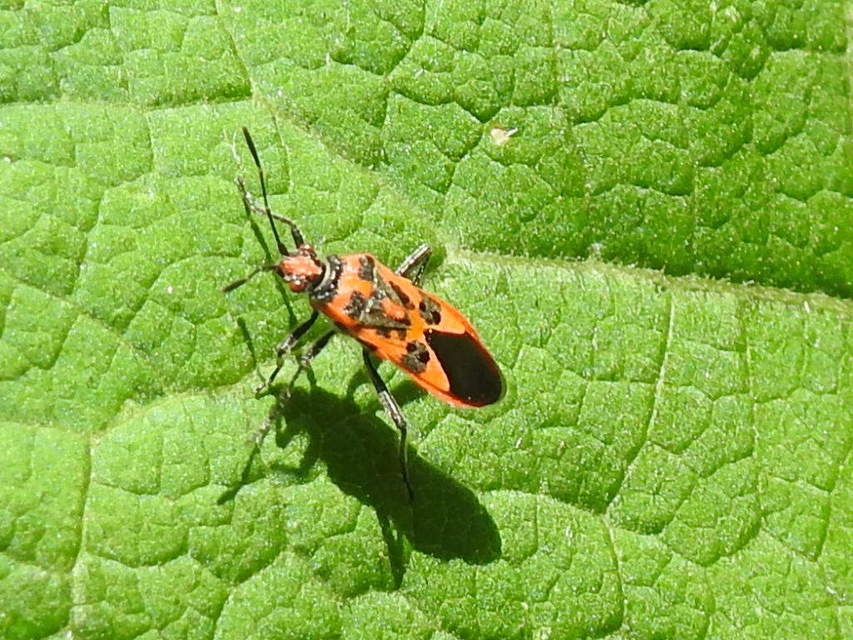 Corizus hyoscyami - piros karimáspoloska