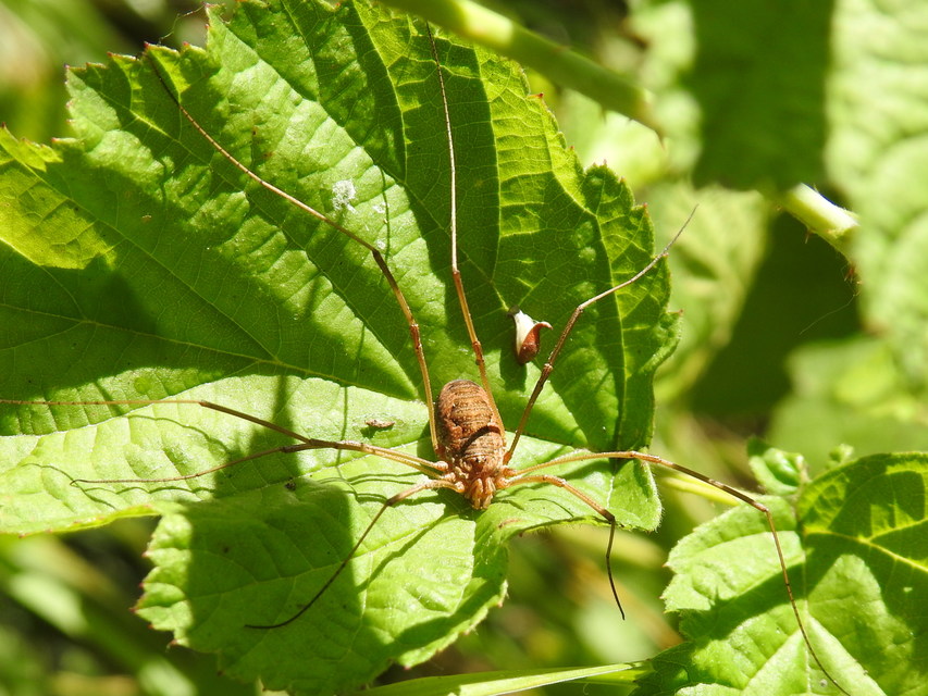 Phalangium opilio