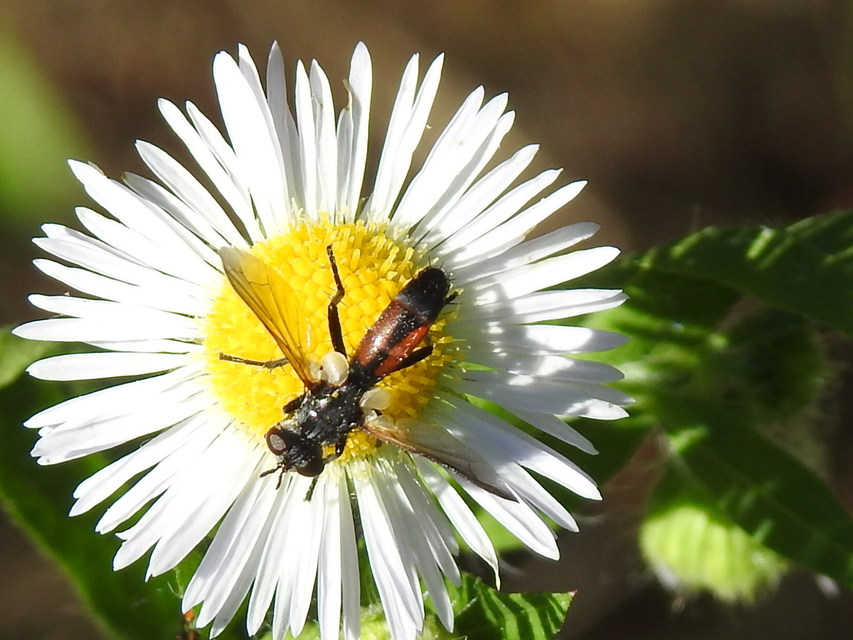 Cylindromyia