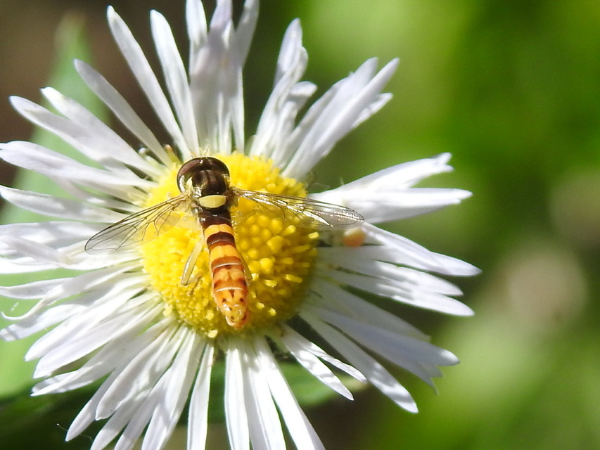 Sphaerophoria