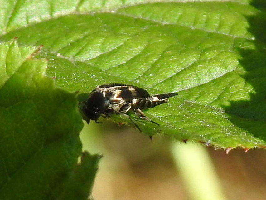 Variimorda villosa - szalagos maróka