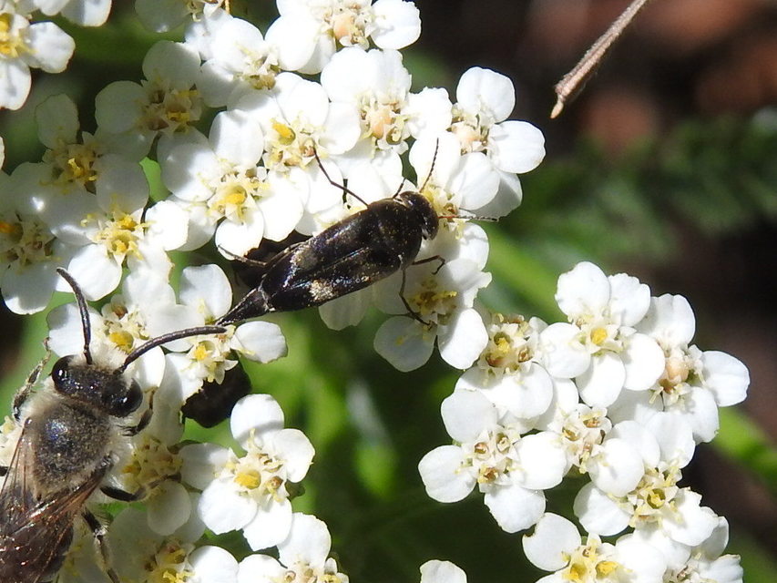 Variimorda villosa - szalagos maróka