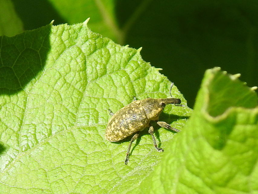 Larinus sturnus - aszat-púderbarkó