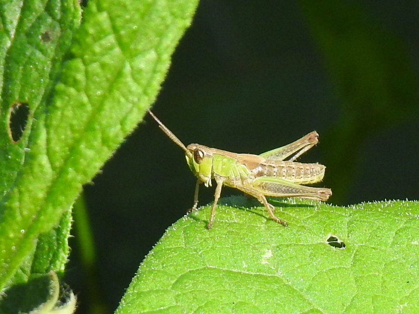 Chorthippus (Chorthippus) (subgenus)