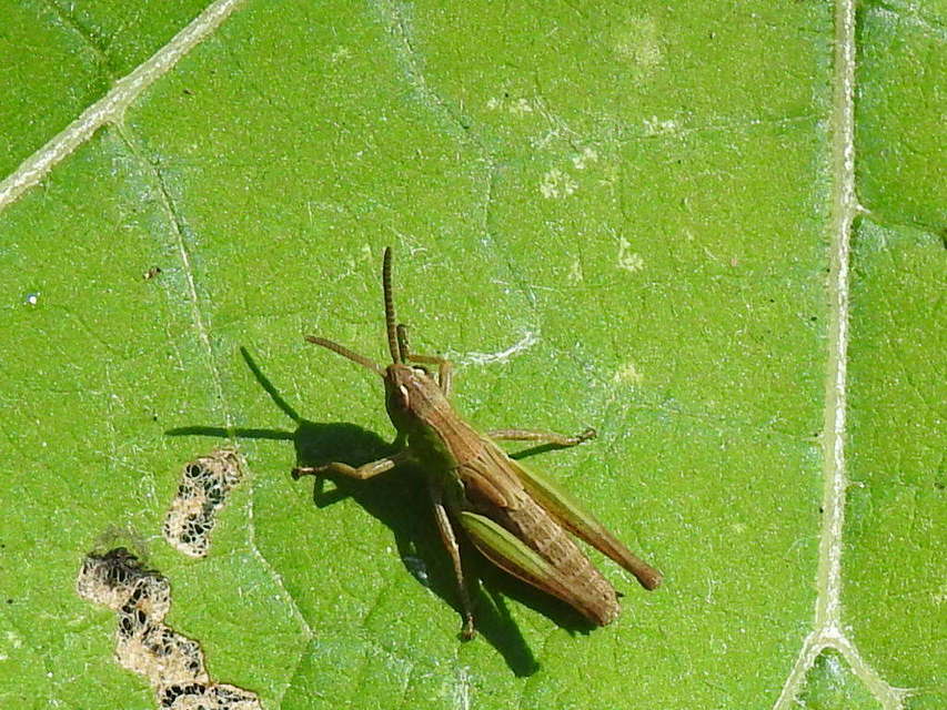 Chorthippus (Chorthippus) (subgenus)