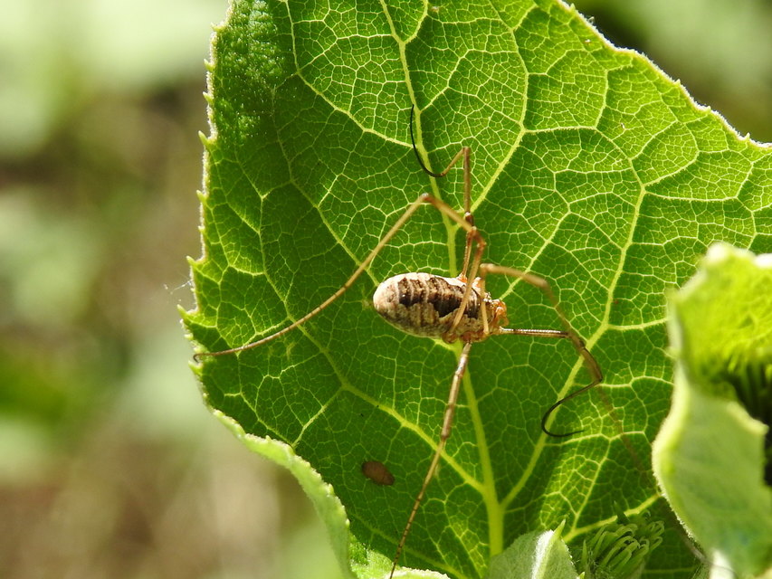 Mitopus morio