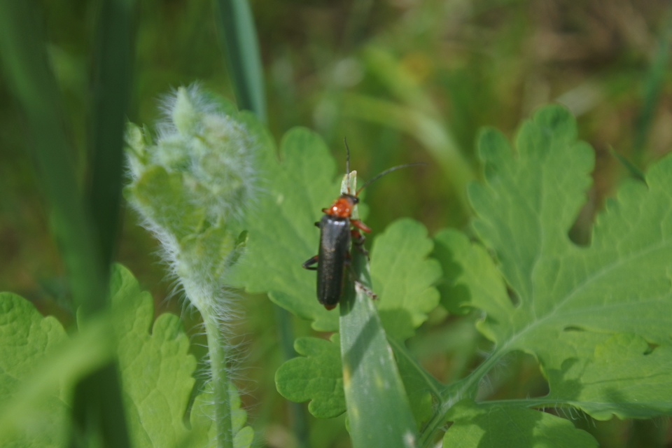 Cantharis livida - mezei lágybogár