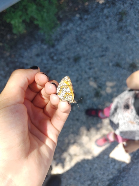 Melitaea athalia - közönséges tarkalepke