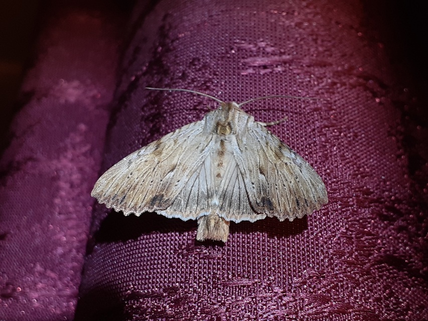 Apamea lithoxylaea - fakó dudvabagoly