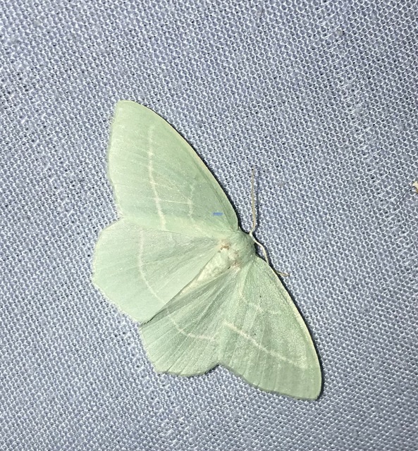 Hemistola chrysoprasaria - kékes zöldaraszoló
