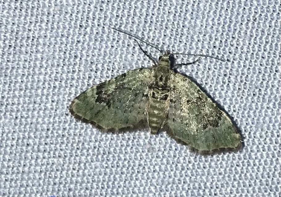 Chloroclystis v-ata - zöldes törpearaszoló