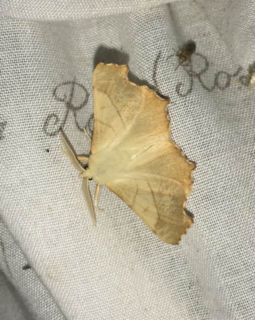 Ennomos fuscantaria - kőris-levélaraszoló