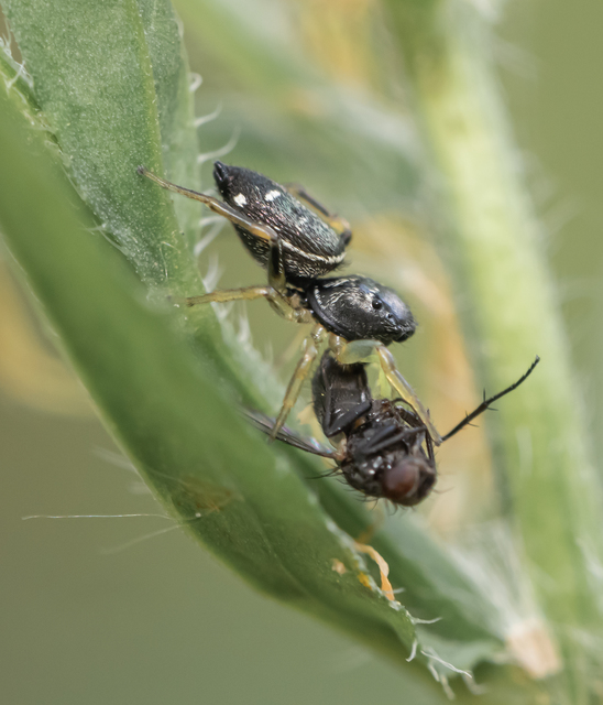 Heliophanus