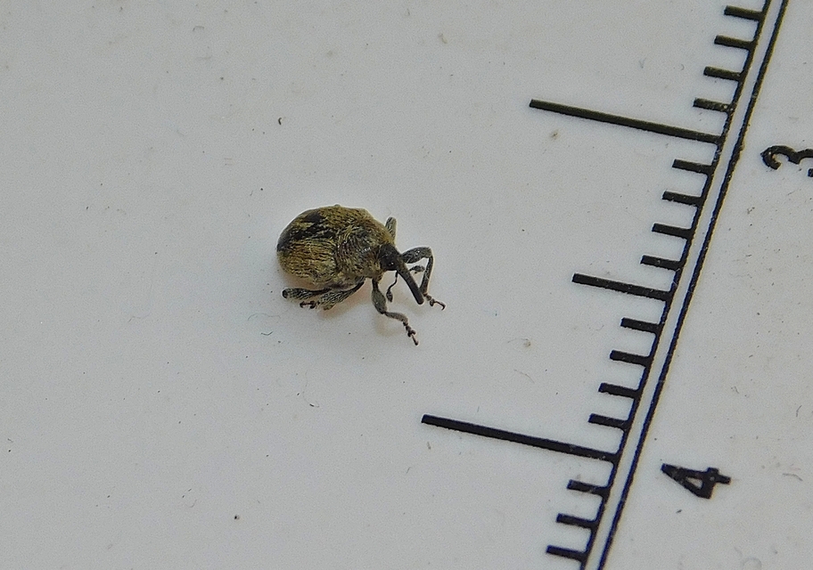Sibinia pellucens - mécsvirágormányos
