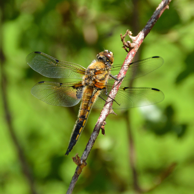 Libellula quadrimaculata - négyfoltos laposacsa