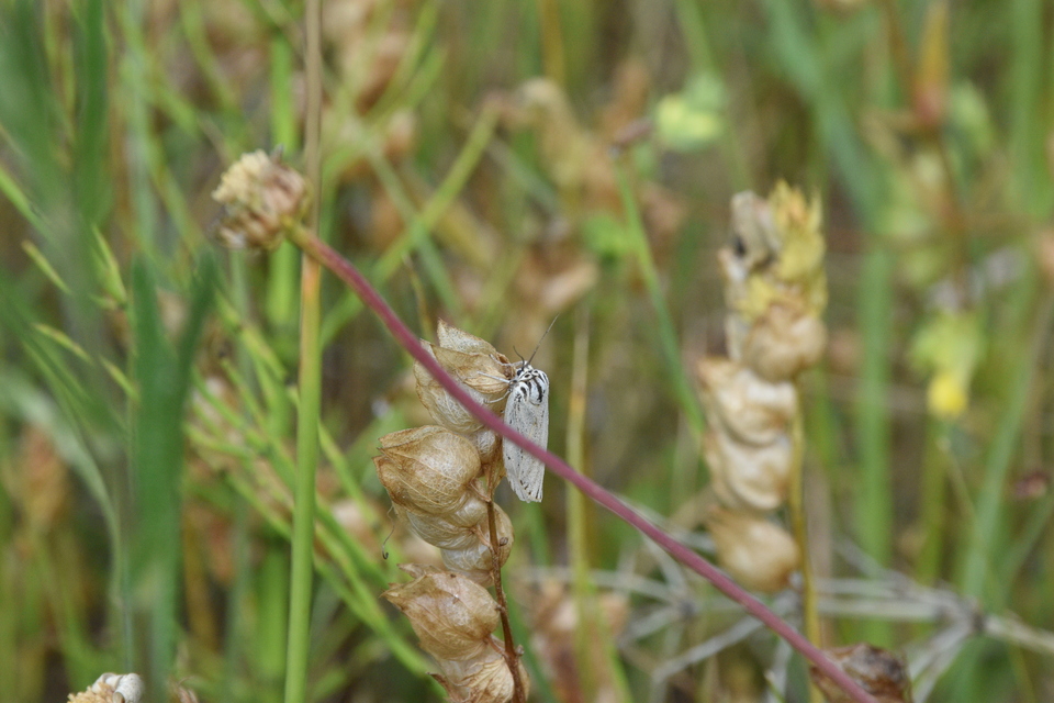 Spiris striata - csíkos molyszövő