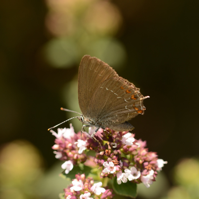 Satyrium ilicis - tölgyfa-csücsköslepke