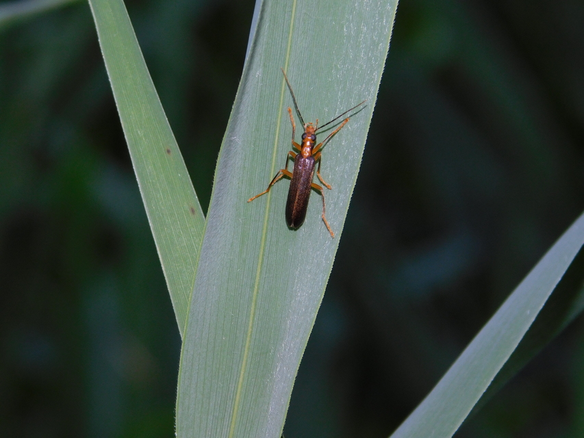 Nacerdes carniolica - karnóliai álcincér