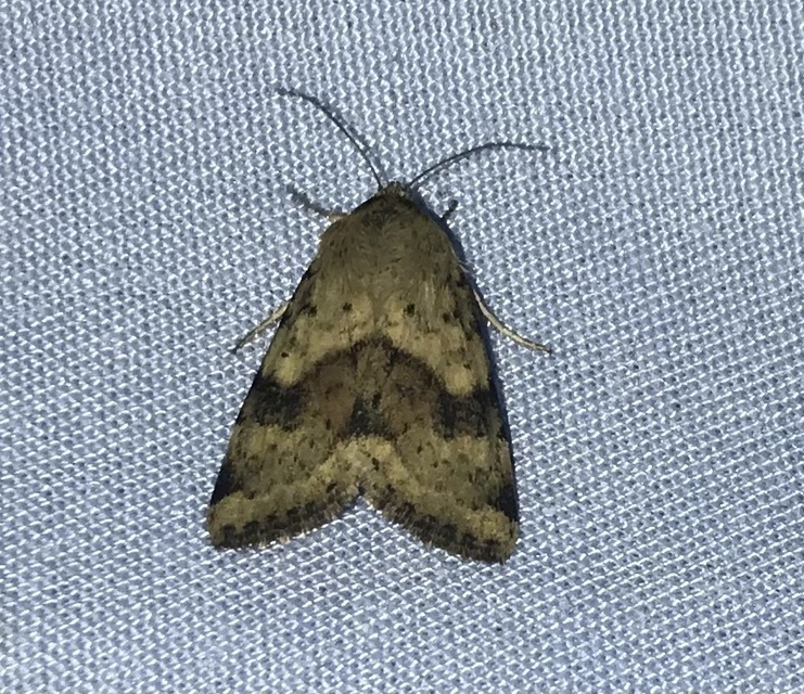 Heliothis viriplaca - mácsonyabagoly