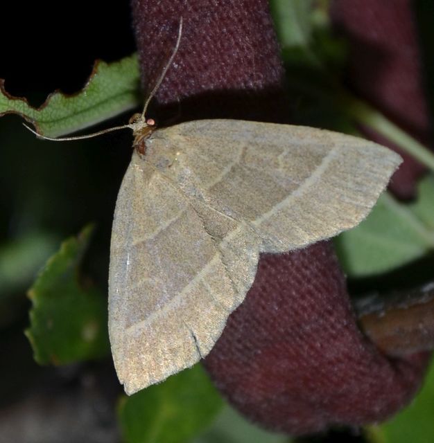 Trisateles emortualis - sárgacsíkos karcsúbagoly