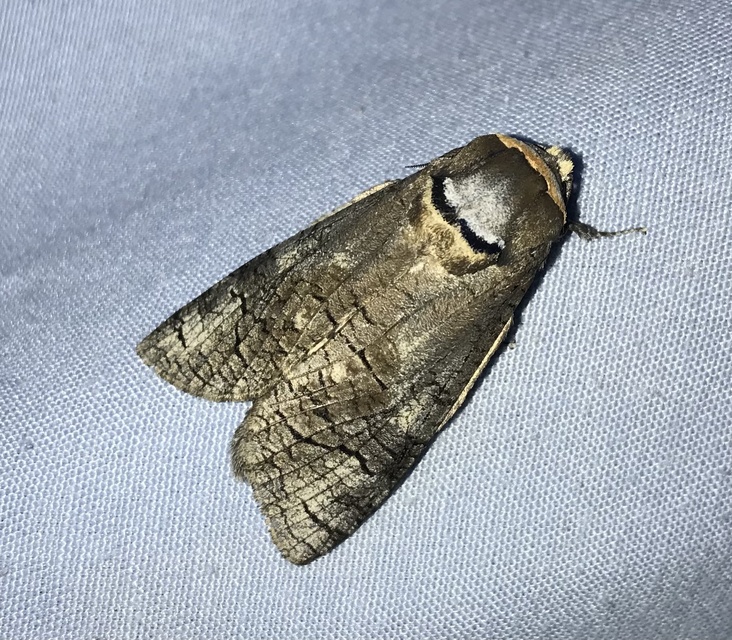Cossus cossus - fűzfarontólepke
