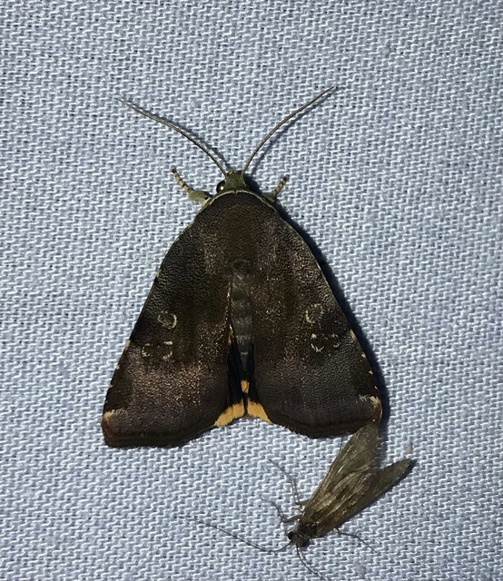 Noctua janthe/janthina