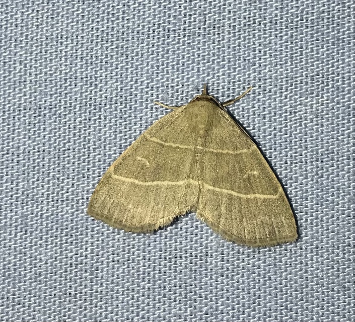 Trisateles emortualis - sárgacsíkos karcsúbagoly