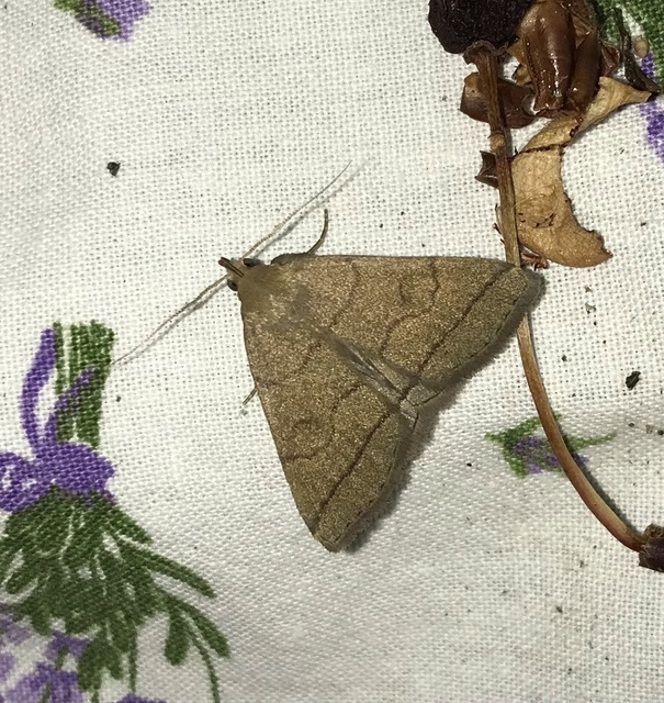 Treitschkendia tarsipennalis - tollaslábú karcsúbagoly
