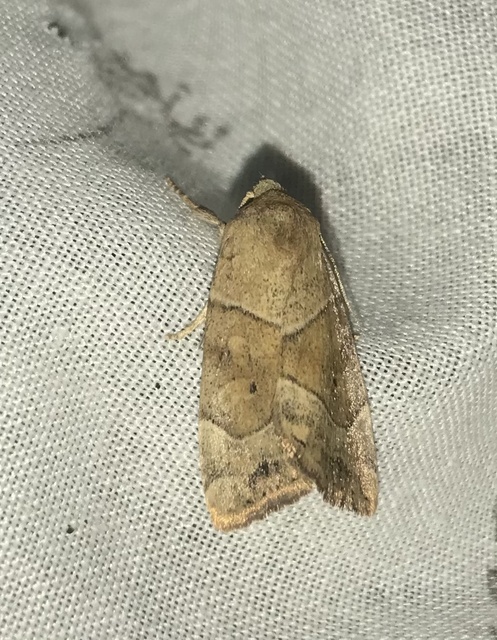 Cosmia trapezina - közönséges lombbagoly