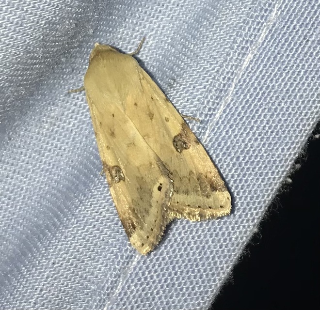 Heliothis peltigera - nagy veteménybagoly