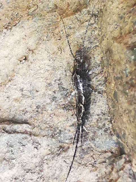 Archaeognatha - Ugróősrovarok