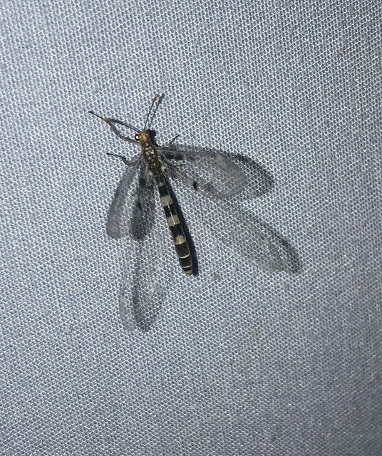 Megistopus flavicornis - kétfoltos hangyaleső