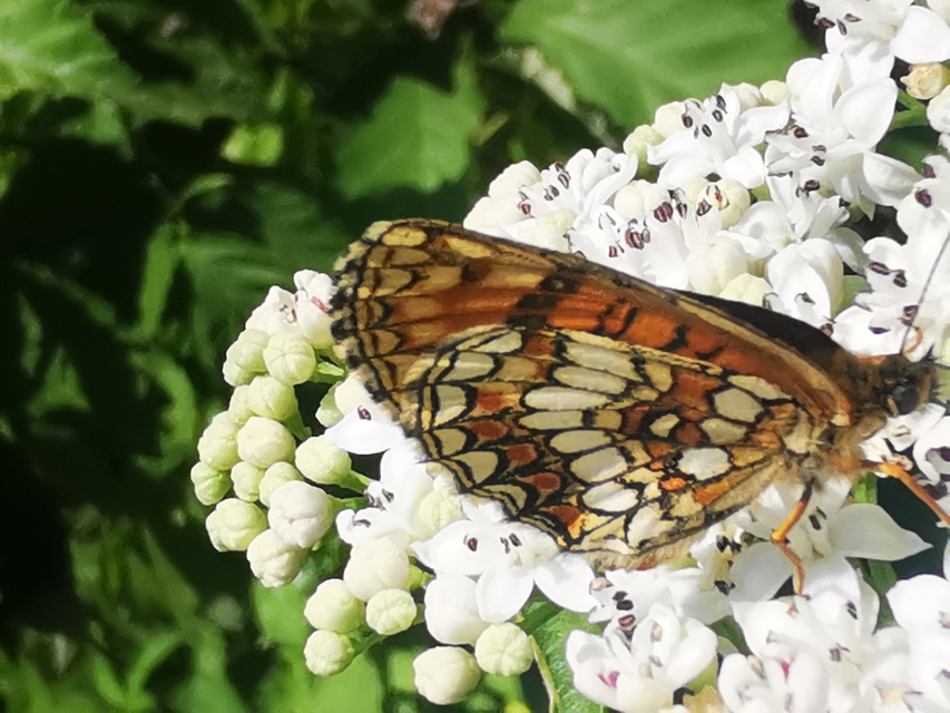 Melitaea aurelia - recés tarkalepke